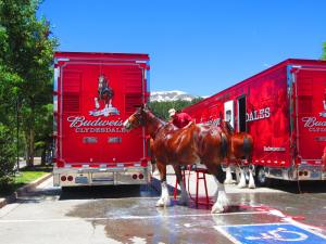 Budweiser has Clydesdale horses apparently.